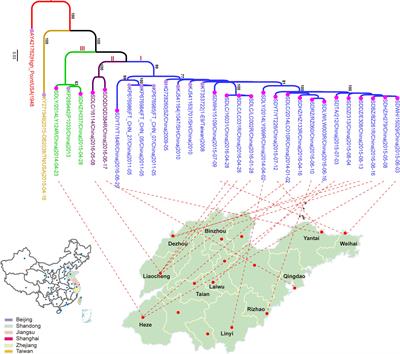 Genome Analysis of Coxsackievirus A4 Isolates From Hand, Foot, and Mouth Disease Cases in Shandong, China